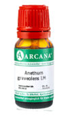 ANETHUM graveolens LM 120 Dilution